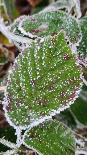 Natur